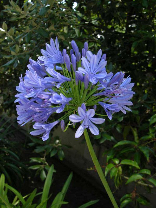 Dél-Afrikai kék szerelemvirág