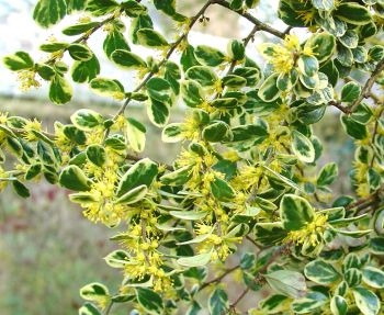 Chilei tarka kislevelű vaníliafa, Kislevelű azara, Chinchin, Buxuslevelű azara, Kislevelű korkolen
