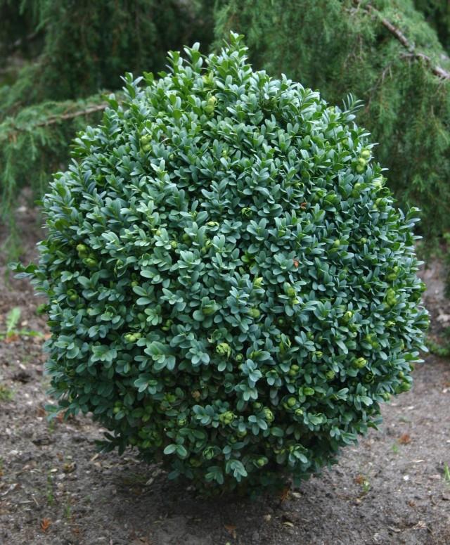  r kz ld Puszp ng Buxus Sempervirens Blauer Heinz