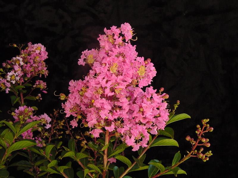 Lagerstroemia "Sioux" 