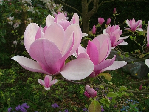 Magnolia soulangeana "Burgundy" 