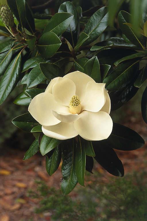 Magnolia grandiflora "Ferruginea" 