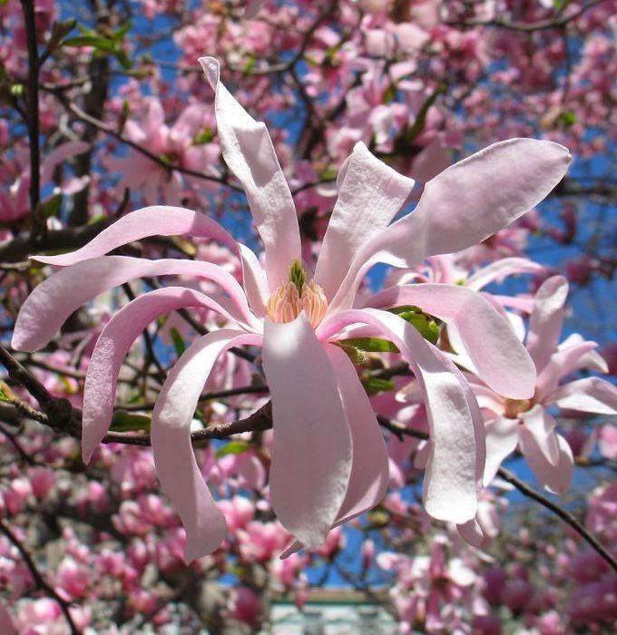 Rózsaszín csillagvirágú liliomfa