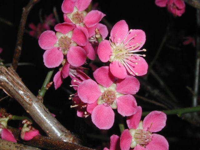 Pirosaslila virágú japán díszkajszi