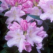 Rhododendron yakushimanum "Hoppy" 