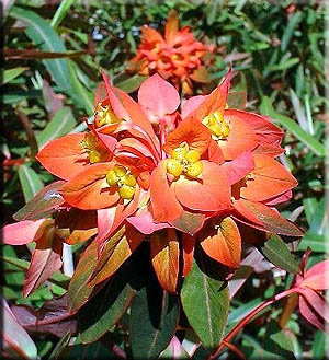 Euphorbia griffithii "Fireglow" 