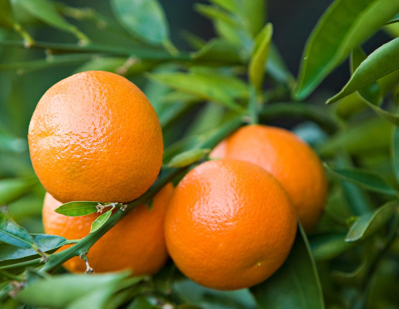 Clementine mandarin