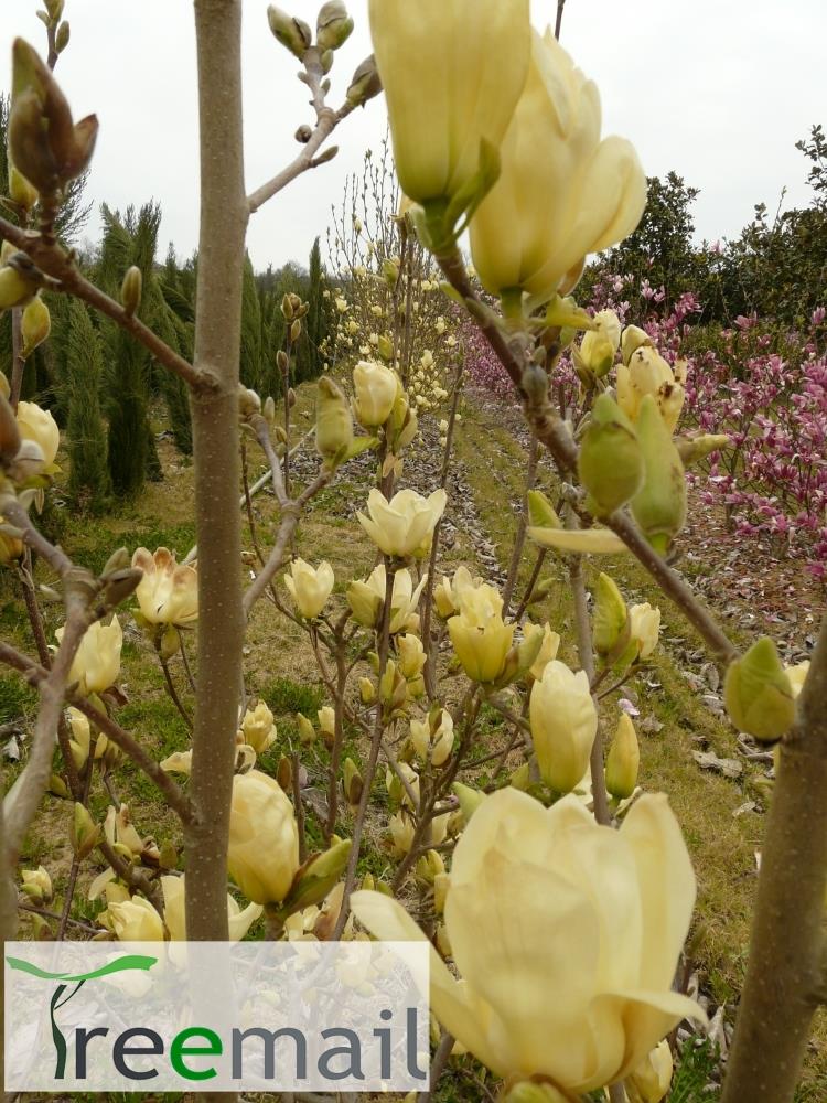 Sárgavirágú liliomfa