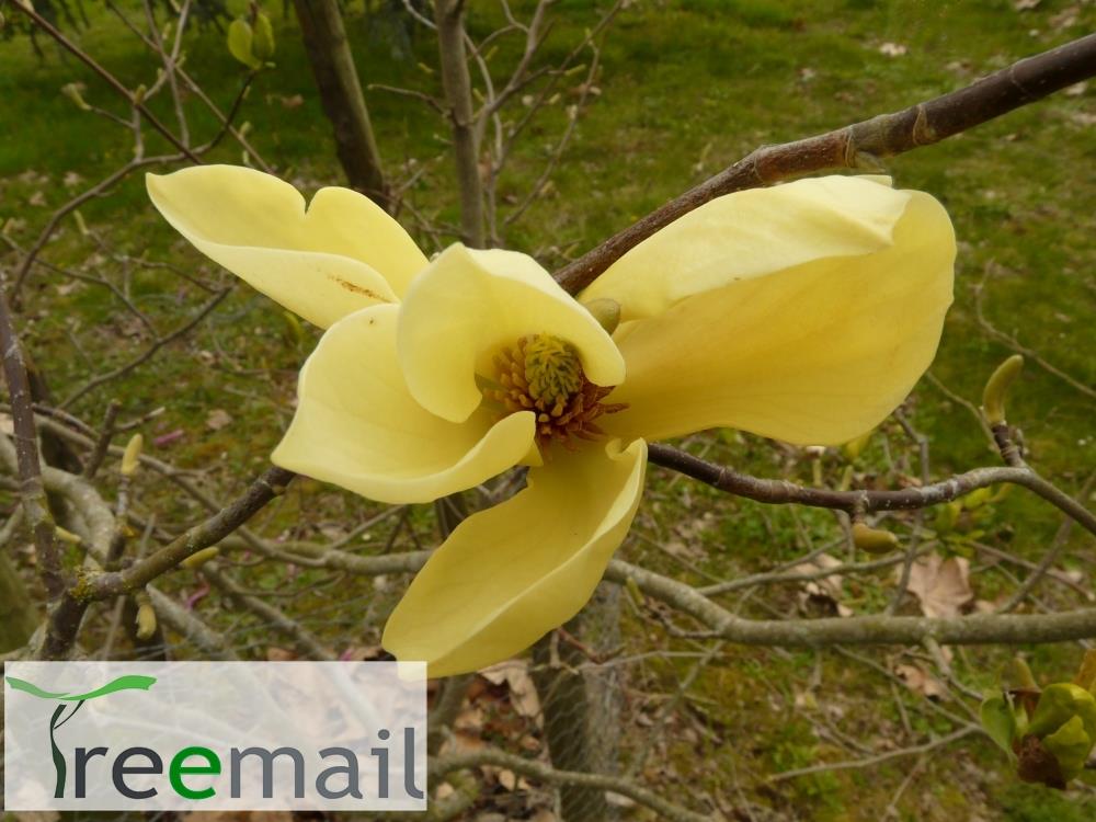 Magnolia "Yellow Bird" 