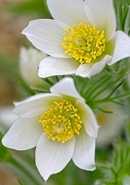 Fehér virágú kökörcsin