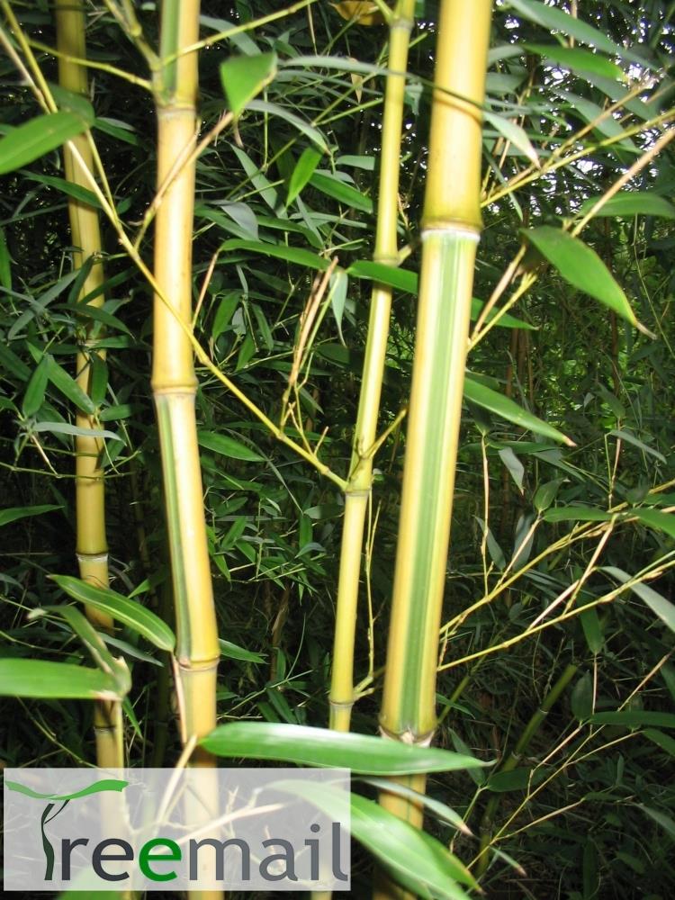 Zöldcsíkos aranyszárú bambusz