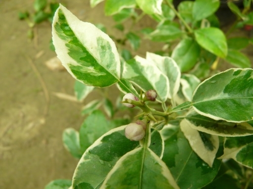Citrus macrophylla "Variegata" 