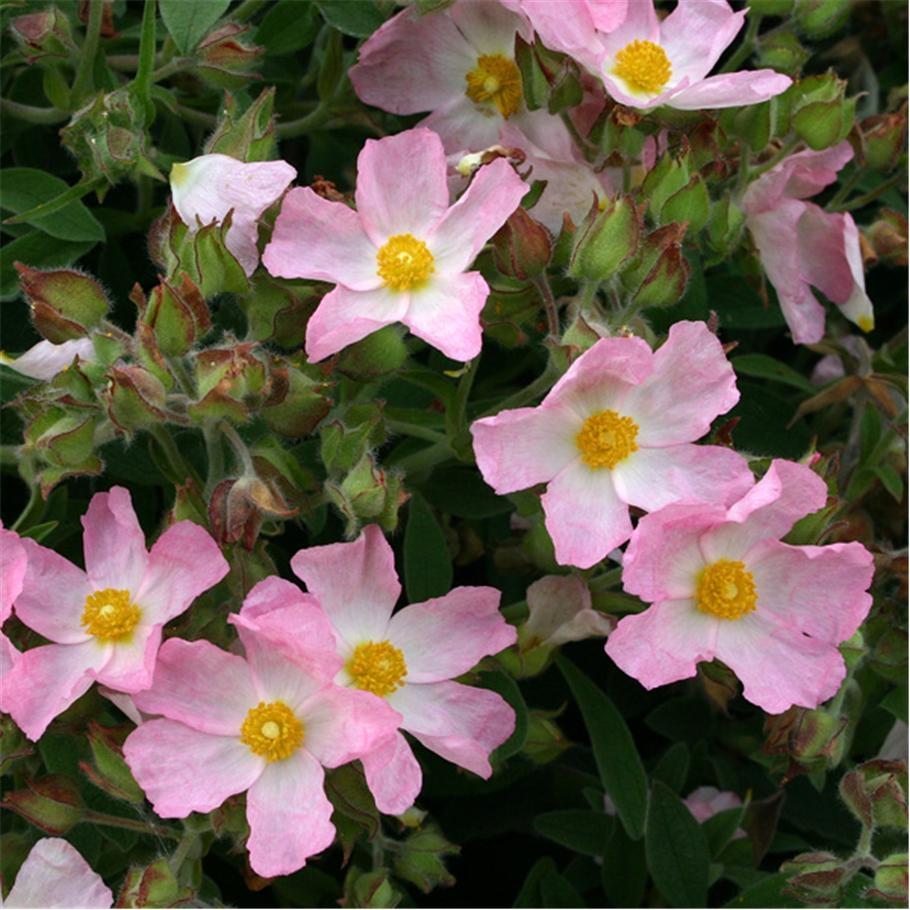 Rózsaszín virágú szuhar
