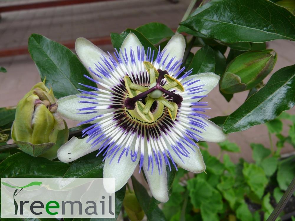 Kék golgotavirág - Passiflora caerulea