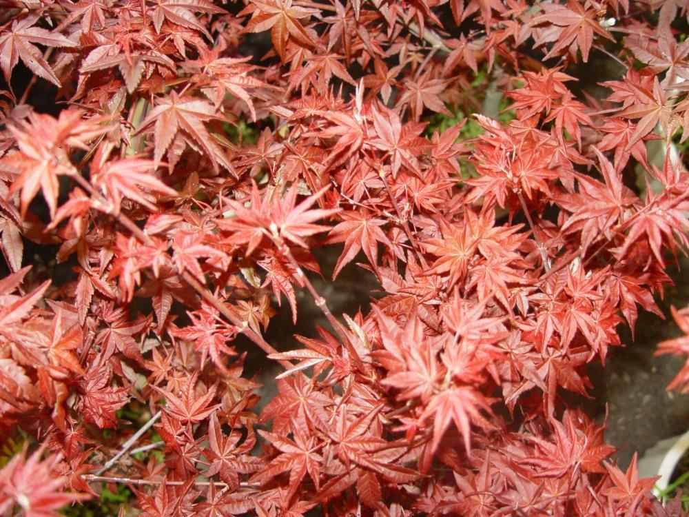 Vörös levelű japán juhar