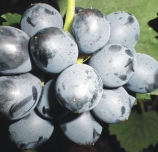 Canadice csemegeszőlő