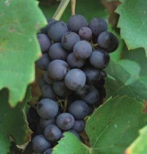 Cascade csemegeszőlő