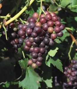 Lídia csemegeszőlő