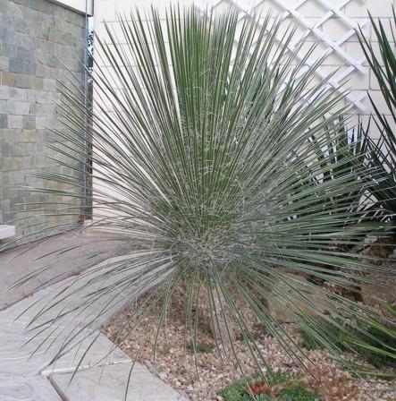 Yucca glauca "Ambrozyana" 