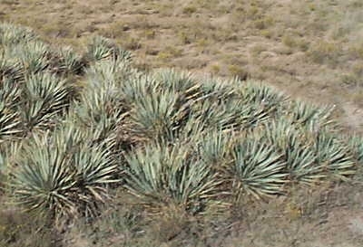 Yucca neomexicana 