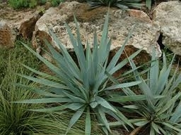 Yucca pallida 