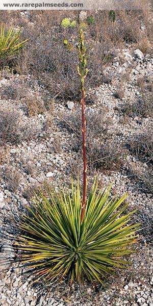 Yucca reverchoni 