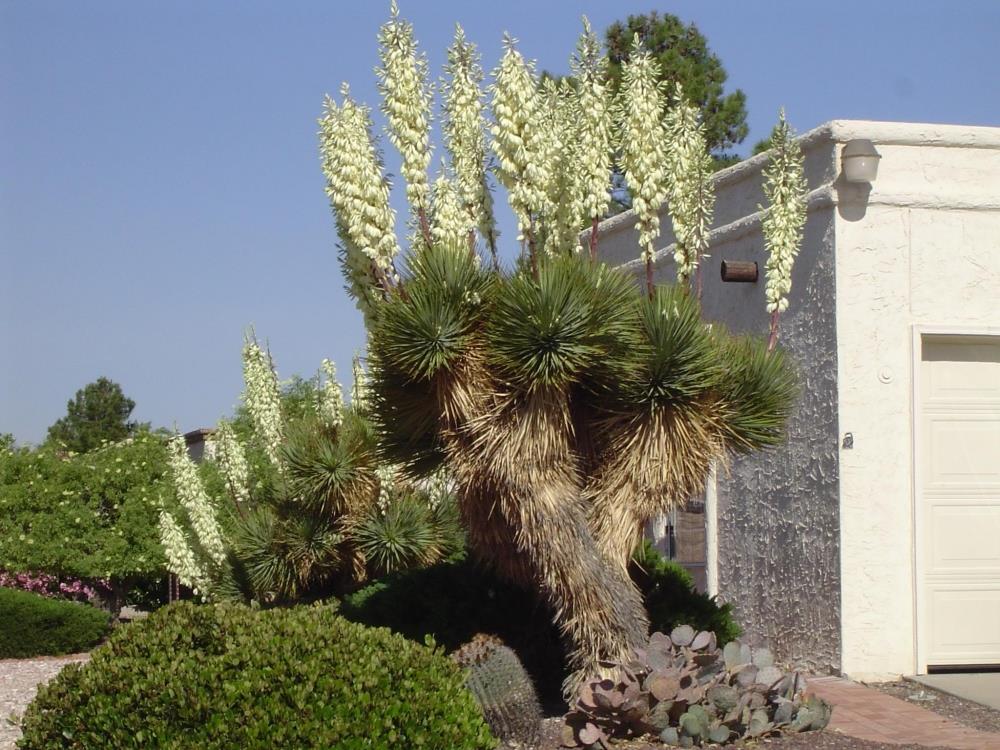 Yucca thompsoniana 