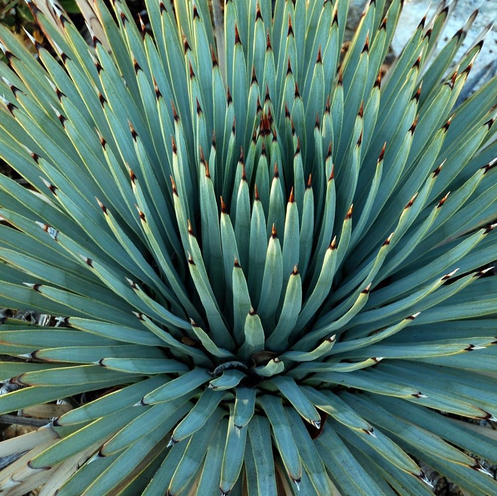 Yucca whippleii 
