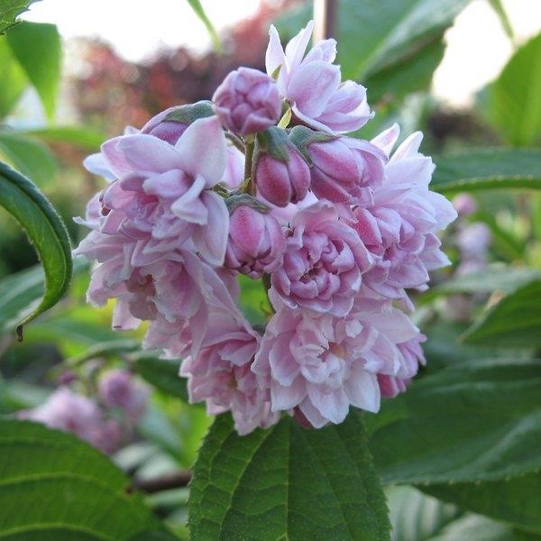 "Rózsaszín Pompon" gyöngyvirágcserje