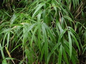 Indiai szökőkút bambusz