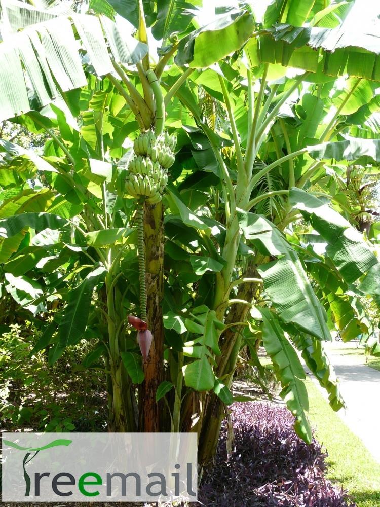 Bíborlevelű banánfa