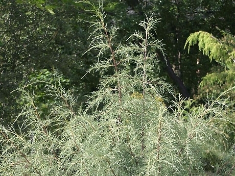 Juniperus convallium 