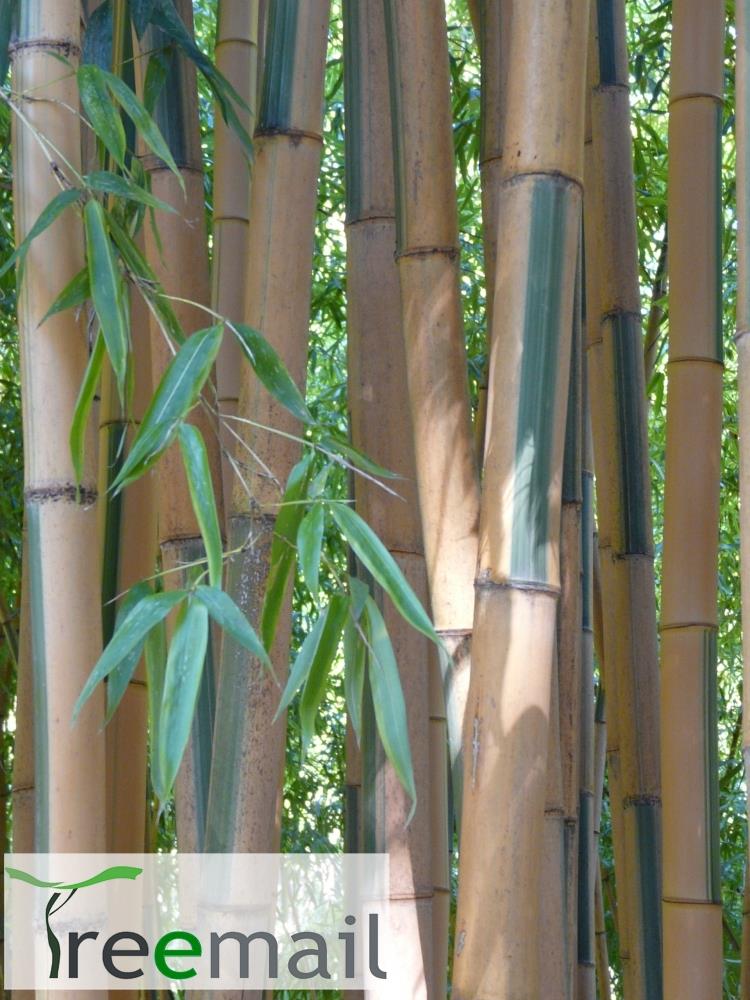 Phyllostachys bambusoides "Castillonis" 