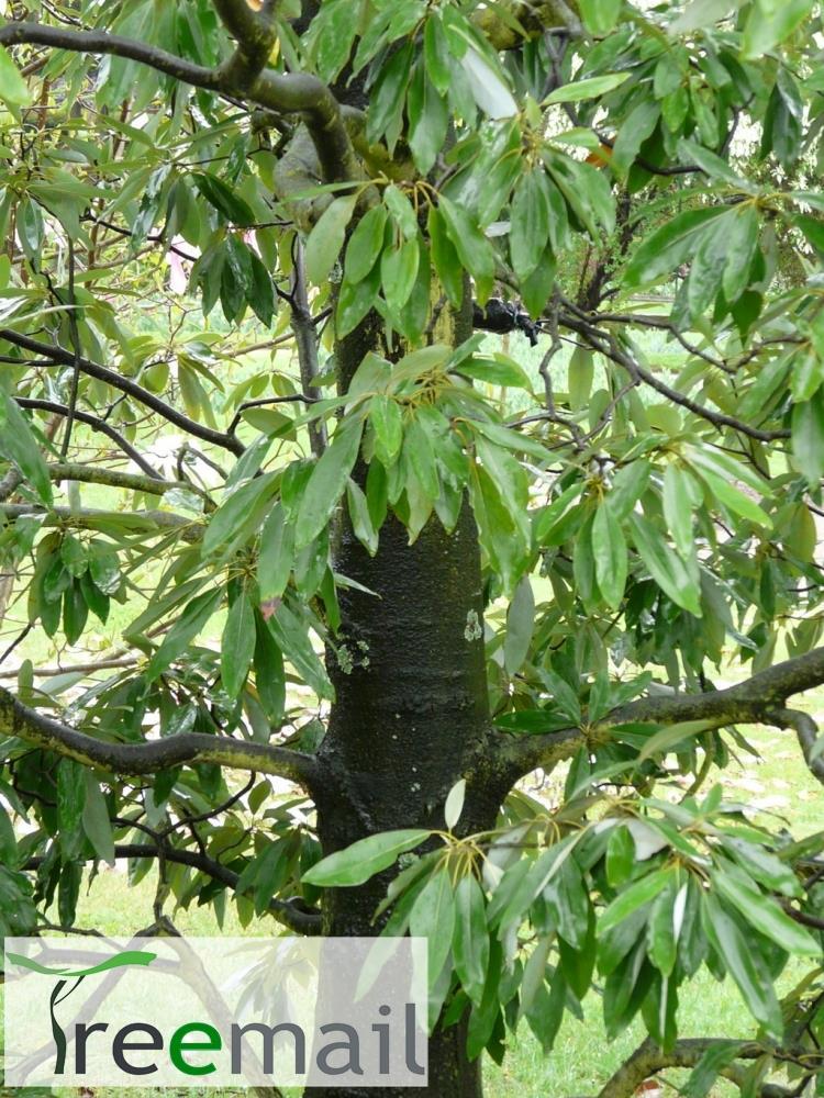 Magnolia virginiana var. australis 