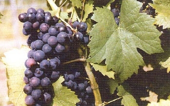 Bioszőlő Eszter