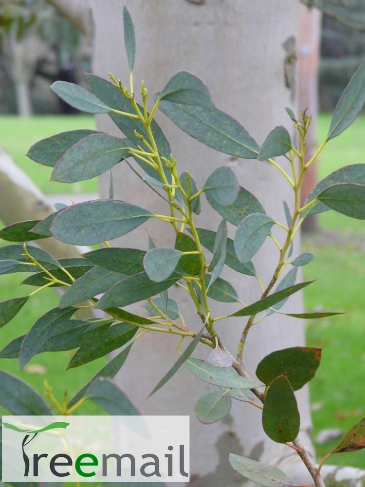 Eucalyptus archeri 