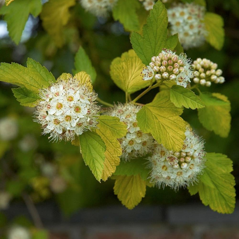 Пузыреплодник калинолистный physocarpus opulifolius. Пузыреплодник калинолистный Лютеус. Пузыреплодник калинолистный (Physocarpus opulifolius `luteus`). Пузыреплодник Амурский. Пузыреплодник золотистый Лютеус.