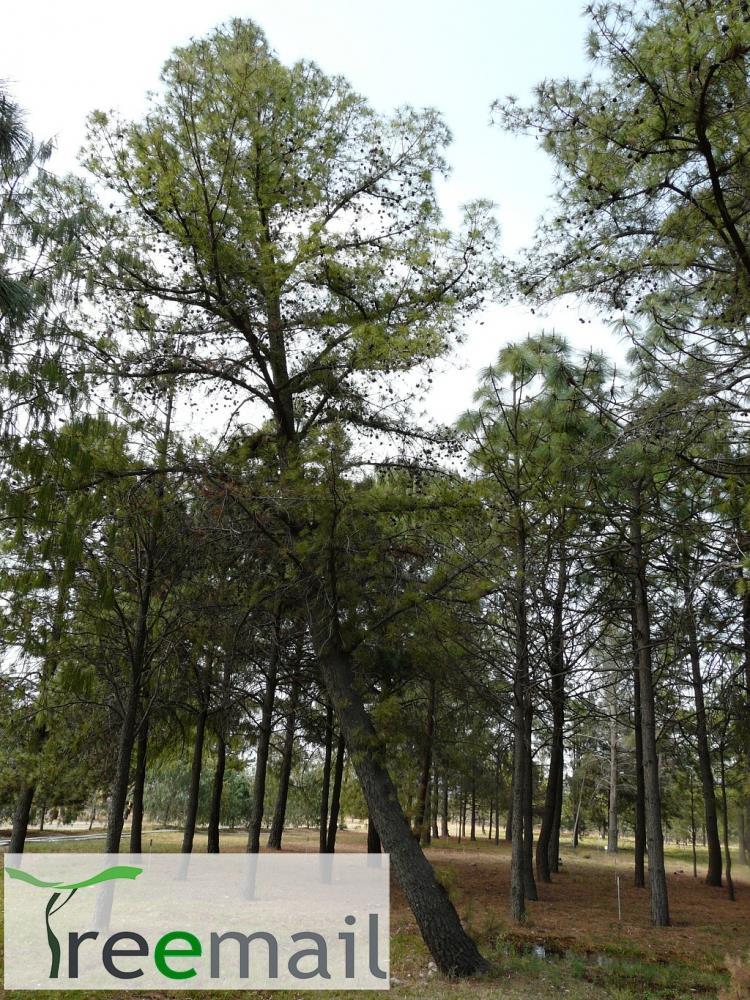 Pinus leiophylla 