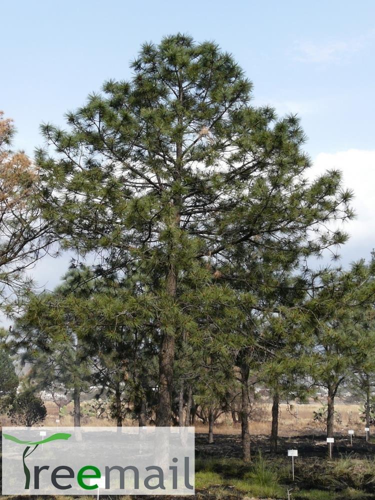 Pinus durangensis 