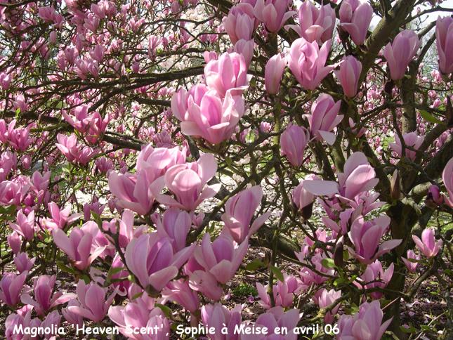 Magnolia "Heaven Scent" 