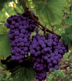 Rezisztens olasz kék csemegeszőlő