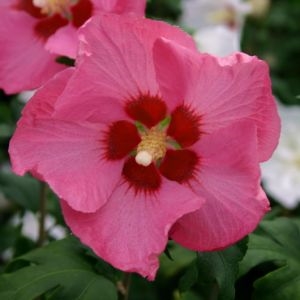 Hibiscus syriacus "Woodbridge" 