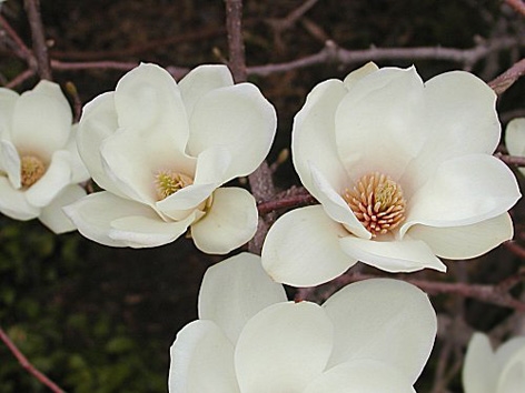 Magnolia "Yulan" 