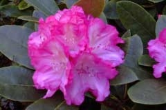 Rhododendron yakushimanum "Blurettia" 