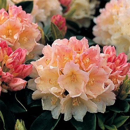 Rhododendron yakushimanum "Golden Torch" 