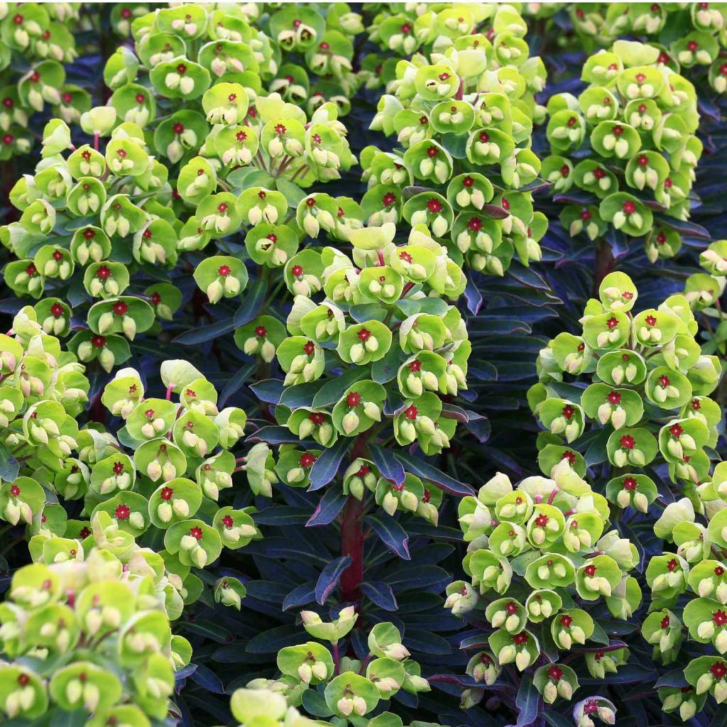 Euphorbia "Baby Charm" 