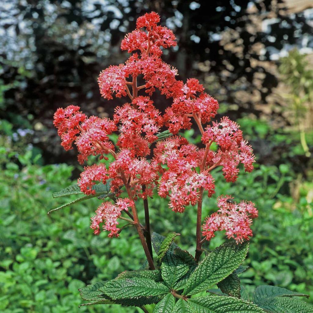 Rodgersia "Bloody Mary" 