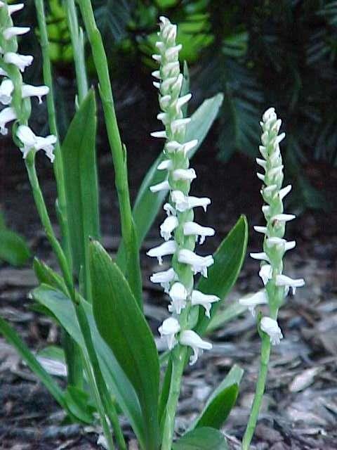 Spiranthes ’Chadd’s Ford’ 