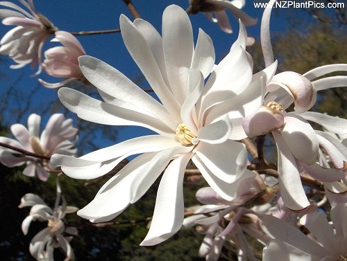 Magnolia loebneri "Snowdrift" 
