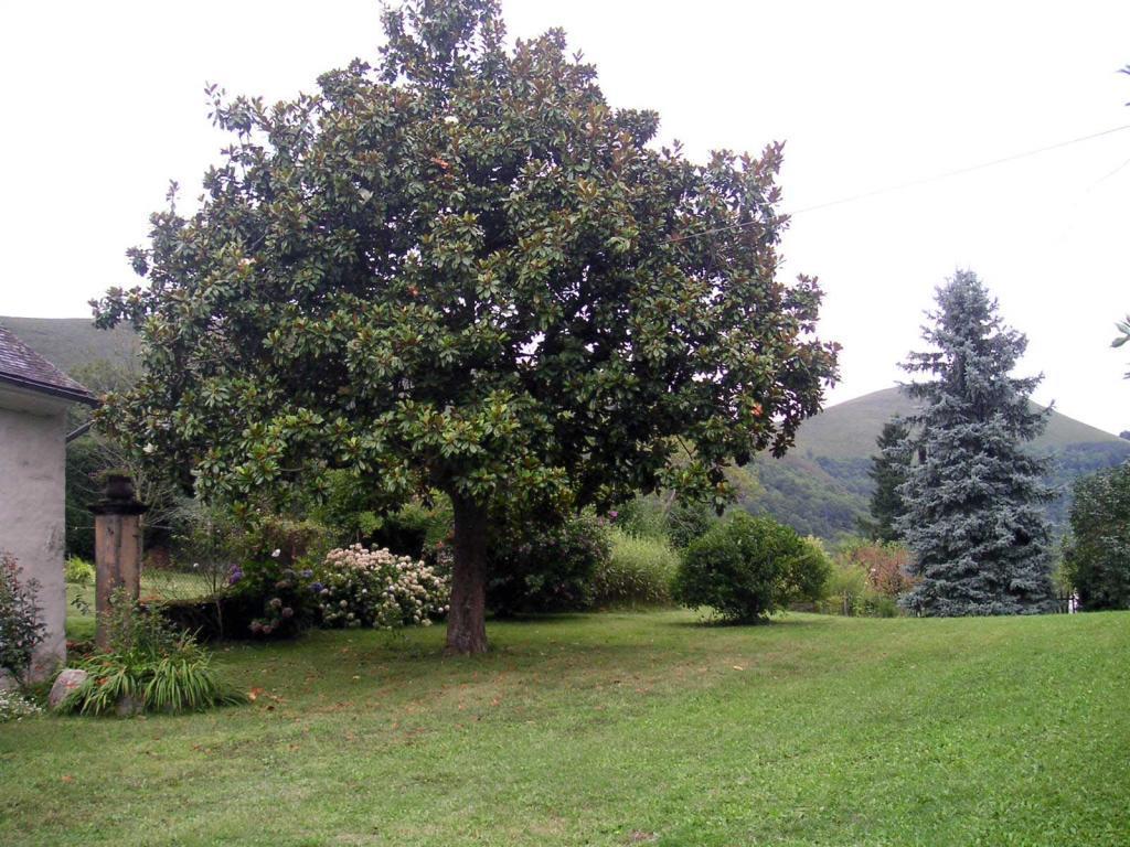 Magnolia grandiflora "Nantais" 
